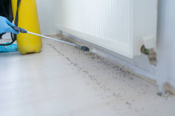 Trusted Stuart, VA Pest Control Experts